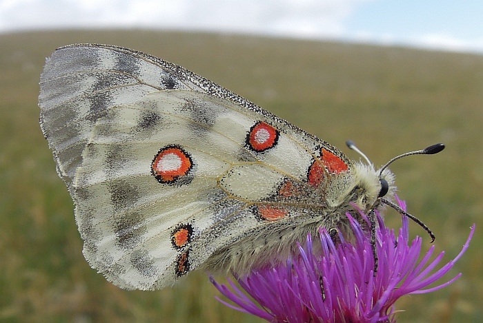 Parnassius apollo